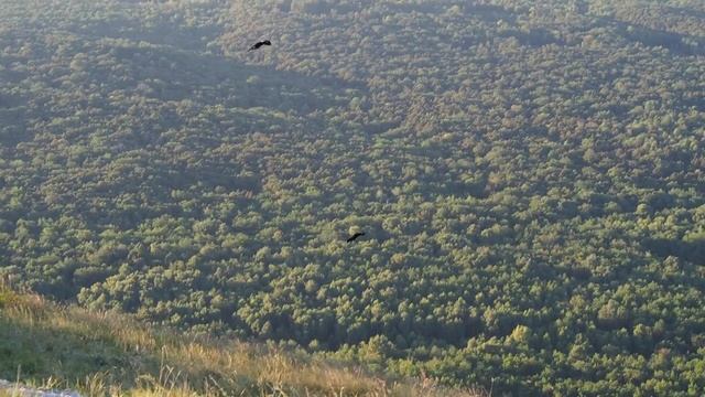 Тайная жизнь вОронов смотреть онлайн