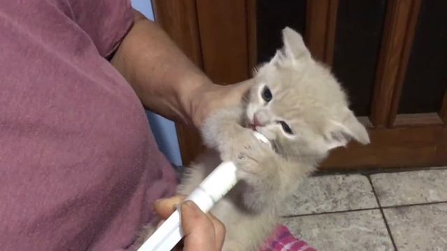 Жадный котёнок Кузя смотреть онлайн