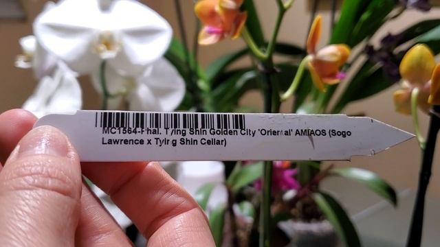 Подарки мужа на Новый Год! Пелорики, Катлея, Дендробиум Регина. смотреть онлайн