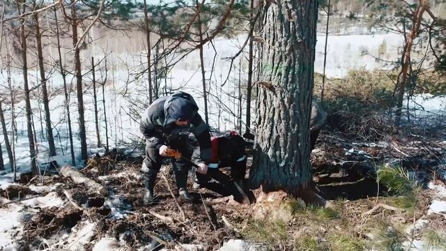 Как добывается материал на срубы от Дровосека (Дмитрий Теплых) смотреть онлайн