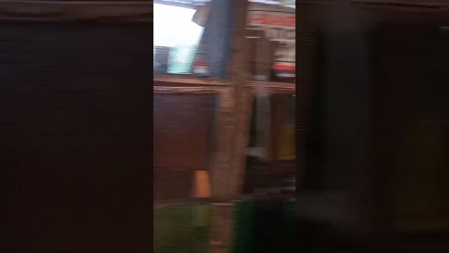 Big breed shamo and Indio Gigante (IG). Subscribe in order to have a chance to win a free chick смотреть онлайн