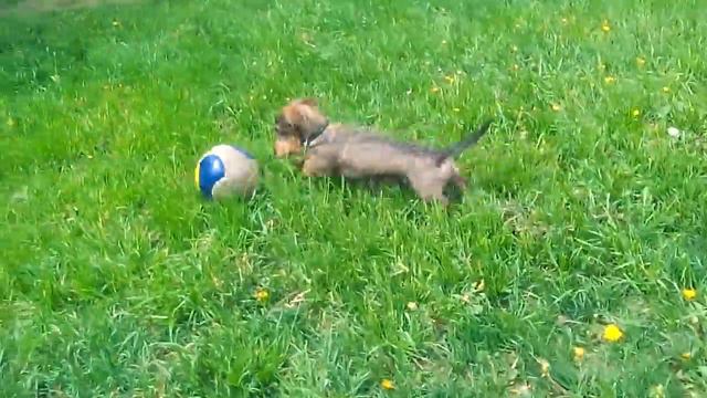 Большому мячу рот радуется ч.1 смотреть онлайн