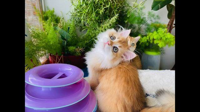 ?ЗОЛОТЫЕ КОТЯТА БРИТАНЦЫ?БОЛЬШИЕ И МАЛЕНЬКИЕ?GOLDEN KITTENS? смотреть онлайн