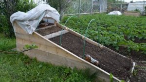 Как вырастить арбуз в Подмосковье в открытом грунте