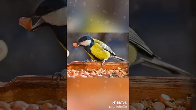 Стихотворение Синица смотреть онлайн