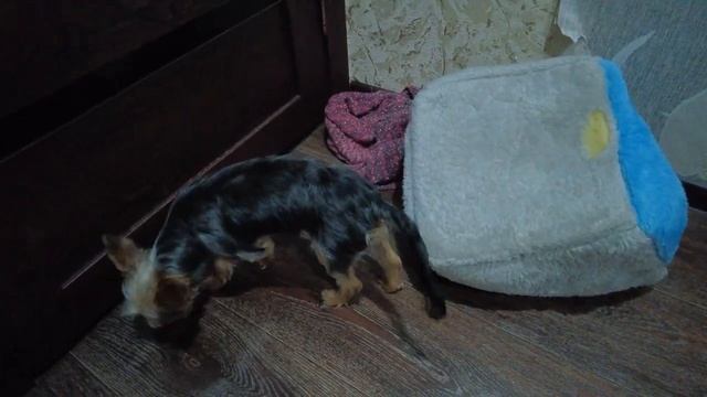 Нашей собачке Элис исполнилось 6 месяцев !