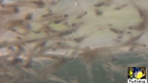 Личинка карпа! The larva of carp