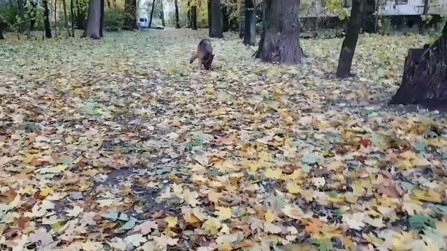 Примавера) смотреть онлайн