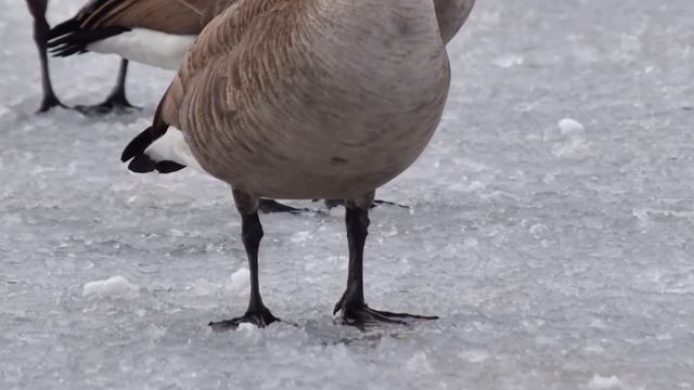 The Rete mirabile: How Birds Stay Warm in the Winter смотреть онлайн