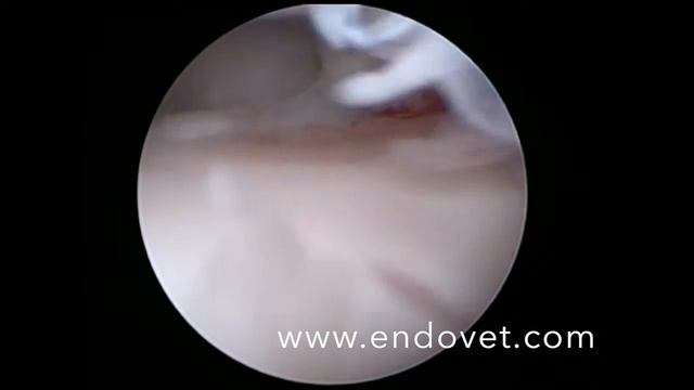Canine elbow displasia, arthroscopically 8 month dog, дисплазия локтя у собаки смотреть онлайн