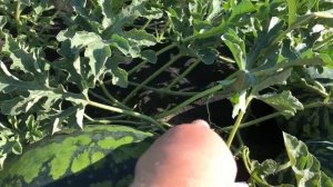 ? Обзор на арбуз ? " Оранж Кинг" F1 от Nong Woo Bio