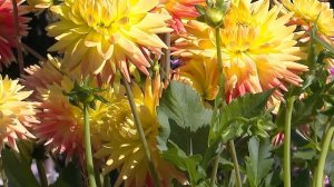 Замечательные сорта георгинов. ТОП - 13 красивых и надежных