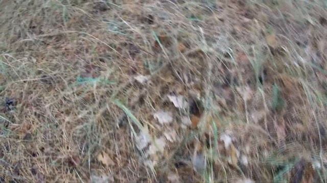 Сбор МАСЛЯТ.Осень радует урожаем грибов. смотреть онлайн