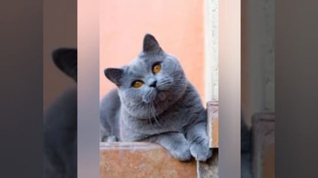 "Я научилась просто мудро жить...." смотреть онлайн