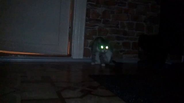 Кошка вампирка смотреть онлайн