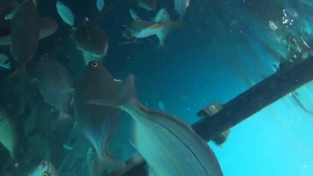 Green Beach Resort куча рыб, перед камерой