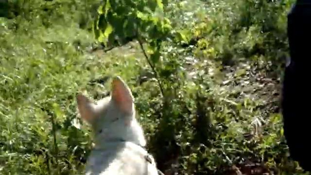 Дарчи - сын Тоя и Весты