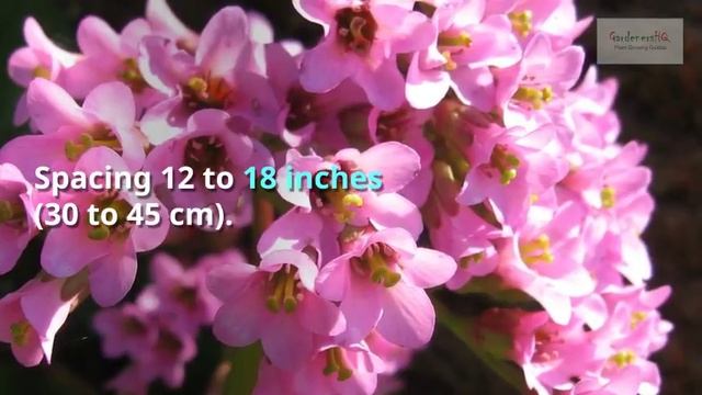 Bergenia Growing Guide смотреть онлайн