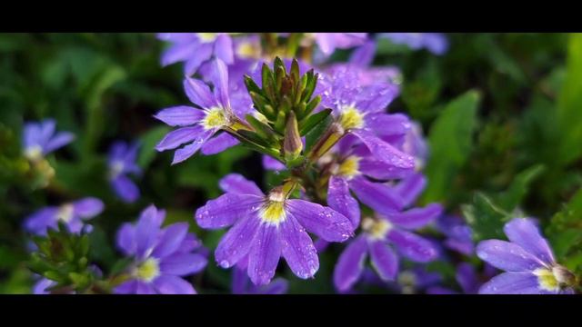 Purple Fanfare Plant смотреть онлайн