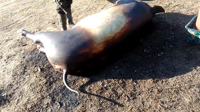 Смаление свиньи как смалить тушу свиньи кабана смотреть онлайн