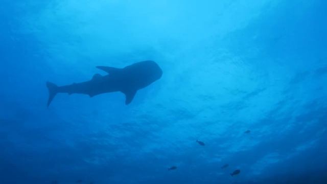 Tubbataha 2017 смотреть онлайн