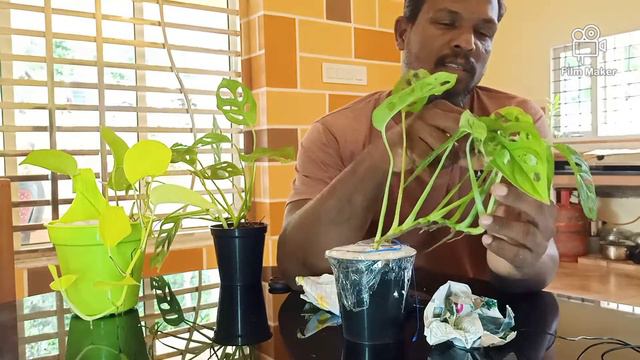 Monstera plant unboxing смотреть онлайн