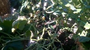 Огурцы Кураж f1 в открытом грунте 02 07 2018 до пасынкования