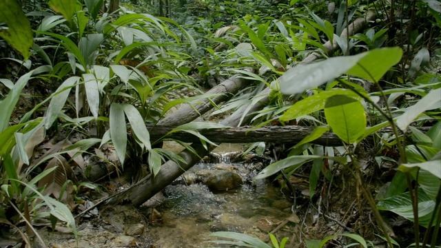 The Most Toxic Frog Has a Beautiful Singing Voice ? Into the Wild Colombia | Smithsonian Channel смотреть онлайн