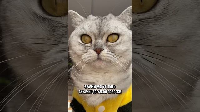 Как прочитать мысли котика по его взгляду #коты #кот #кошка смотреть онлайн