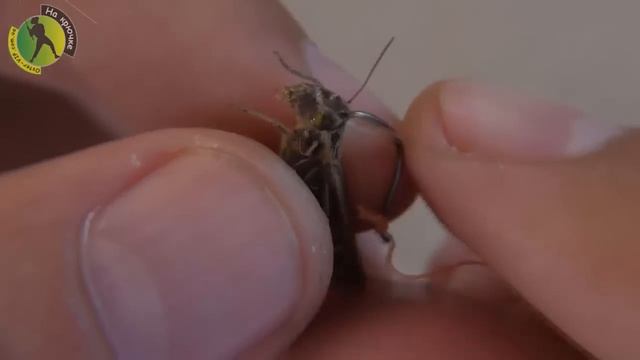 Как правильно насаживать кузнечика на крючок смотреть онлайн