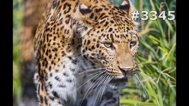 #3345. Леопарды (В мире животных) смотреть онлайн