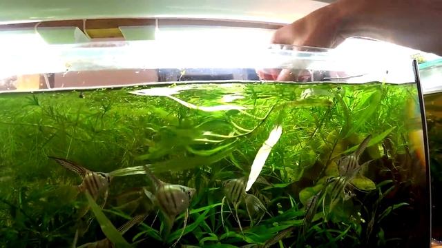 Чистка аквариума. Уборка в аквариуме со Скалярией смотреть онлайн