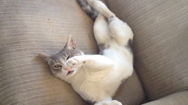 Кот в кошмарном сне смотреть онлайн