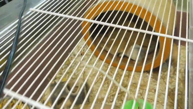 ВСЕ ВСЕ ВСЕ мои #ПЕСЧАНКИ в одном ВИДЕО + ЧИХУА и перепелки #РУМ_ТУР + планы на 2022 год Мари Мисти смотреть онлайн