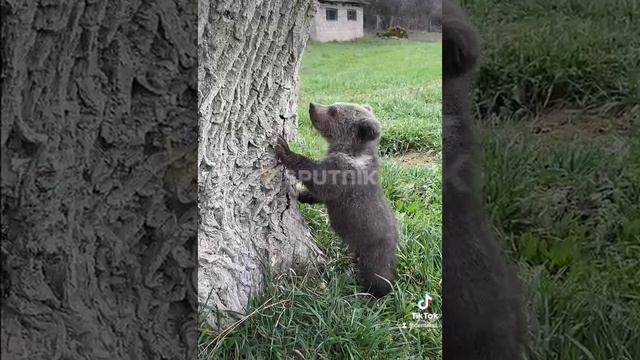 мимимишка смотреть онлайн