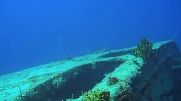 Мир дикой природы Багамские острова BBC