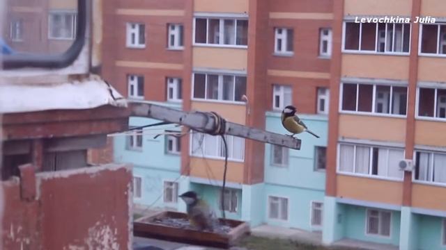 Синички (вариант 2)