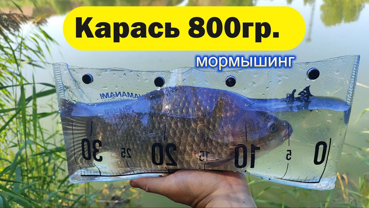 #мормышинг | Карась на вату и "спонж" | Sub Zero 0.1-0.8гр. | смотреть онлайн