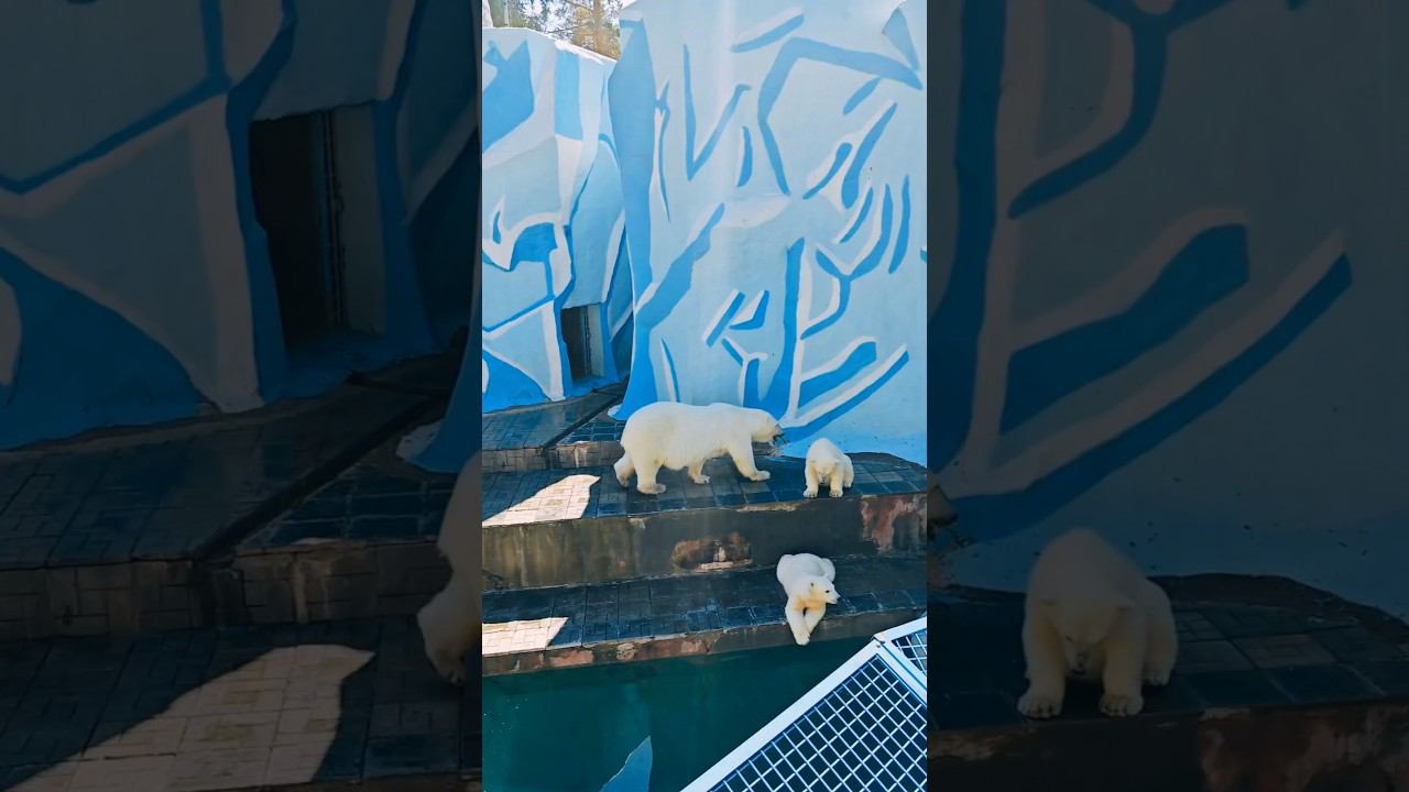 Белые медведи, розовые фламинго, пингвины и не только! В зоопарке Новосибирска #shorts смотреть онлайн