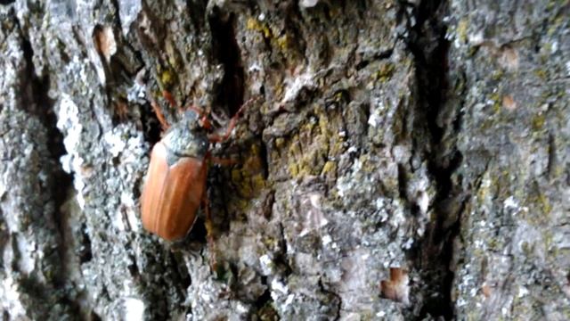майский жук,в роли Сильвестра Сталлоне в фильме Скалолаз смотреть онлайн