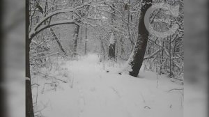 Гончая по зайцу. Русская пегая гончая гонит зайца.