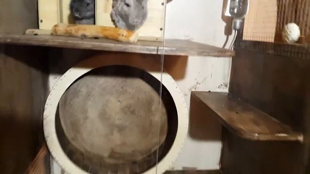 Витрина для шиншиллы. Как защитить фанеру от промокания? Обработка воском GAPPA Шиншилла 2,5 месяца смотреть онлайн