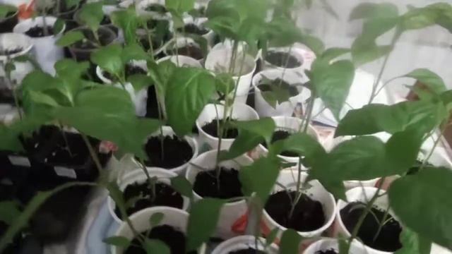 Зреет комнатный горький перец. Подкормка рассады для профилактики вершиной гнили. смотреть онлайн