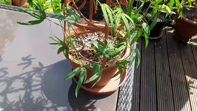 Passiflora Tarminiana, The Banana Passionfruit Growing UK