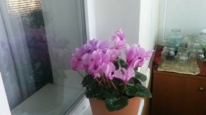 цикломен на балконе в феврале