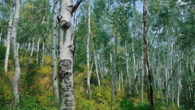 БЕРЁЗА РУССКАЯ сл Л Надаховской,муз А Макалиша,исп Л Великановой смотреть онлайн