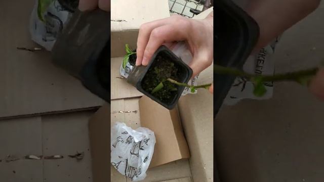 Отзыв Агро-Маркет распаковка посылки заказ 161825206831 смотреть онлайн