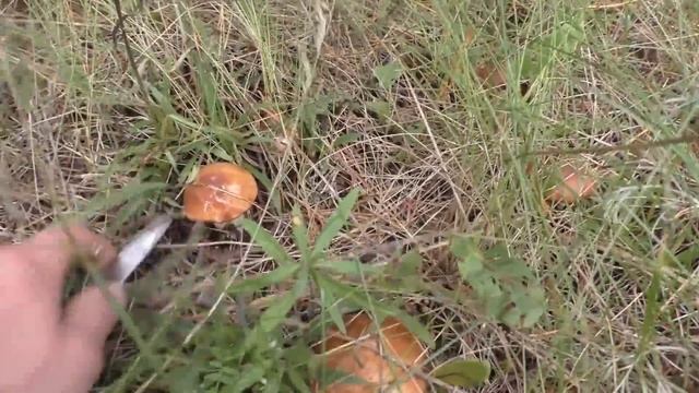 БАБУШКА ГЛАЗАСТАЯ ЛУЧШЕ ВСЕХ НАХОДИТ ГРИБЫ! В лес по грибы с бабушкой! смотреть онлайн