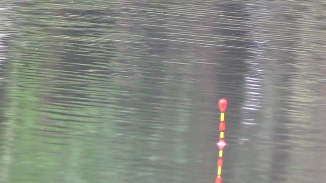 КАРАСЬ ВЕСНОЙ !! Ловля карася весной, поплавок. Поклёвки крупным планом