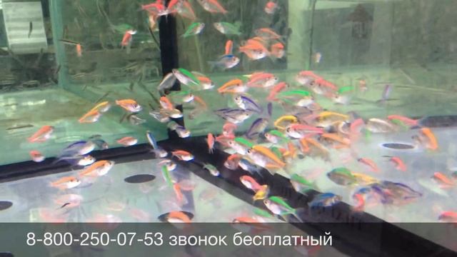 Окунь стеклянный Chanda Ranga Colour Glass Angel продажа оптом смотреть онлайн